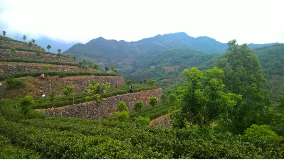 安康富硒茶引爆中國西部最牛茶專業(yè)展會(圖2)