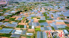 武山四大活動助陣蔬菜博覽會